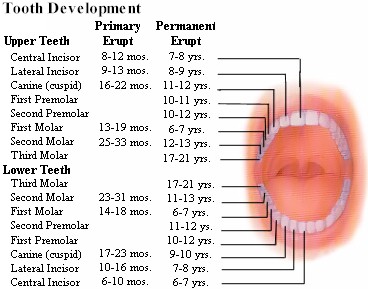 Tooth development/Tooth eruption chart